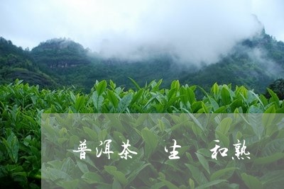 普洱茶 生 和熟/2023041054927